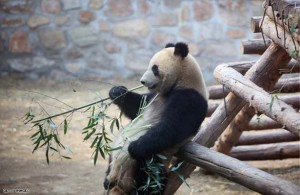 Olympic Pandas Leave Beijing for Home
